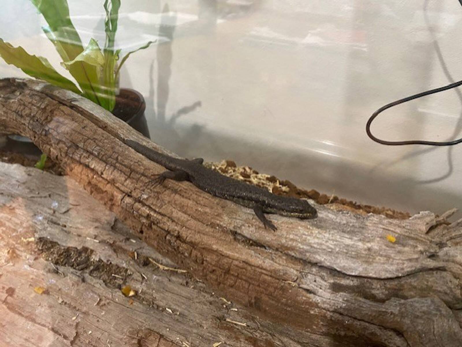 Lee's Family Day Care