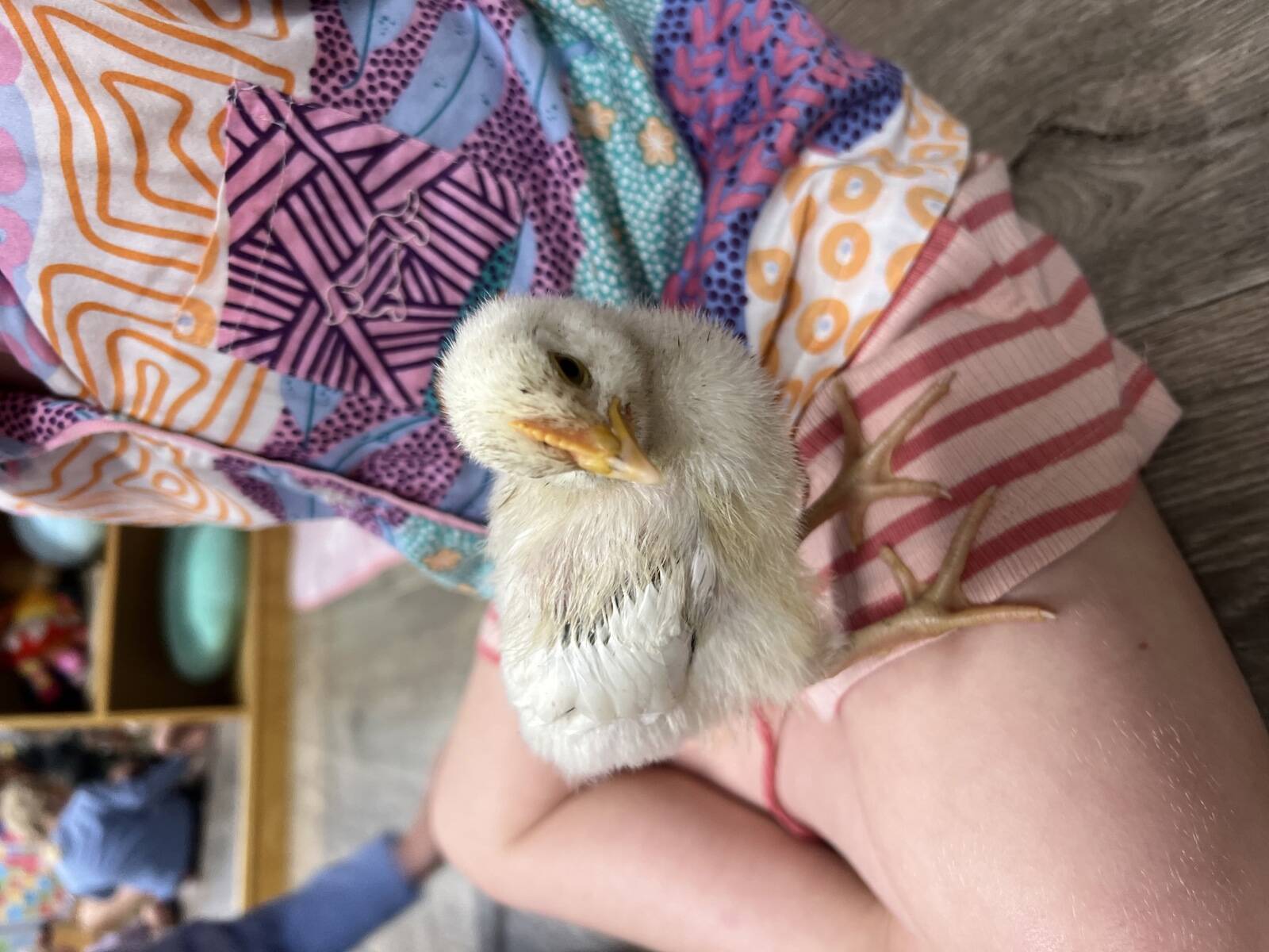 Alligator Creek Family Day Care