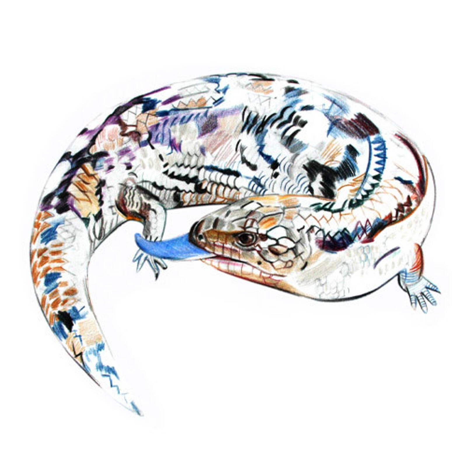 Billy Button Craigieburn-Opening Soon