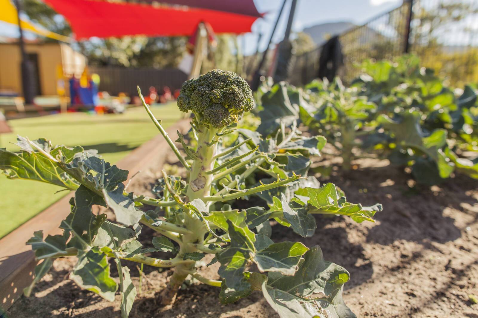 Little Peoples Early Learning Centre - Gwynneville