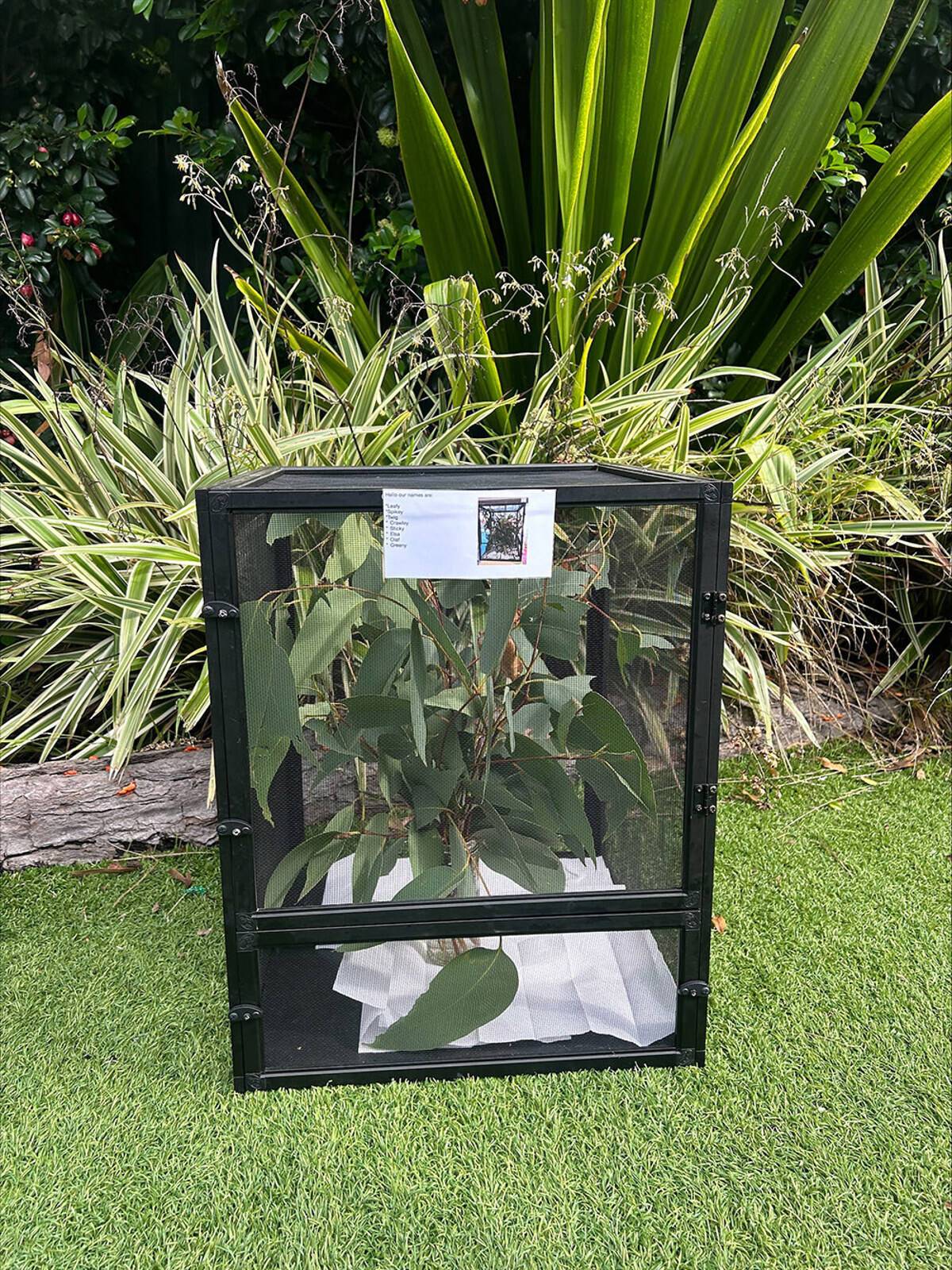 Three Little Bees Kindergarten