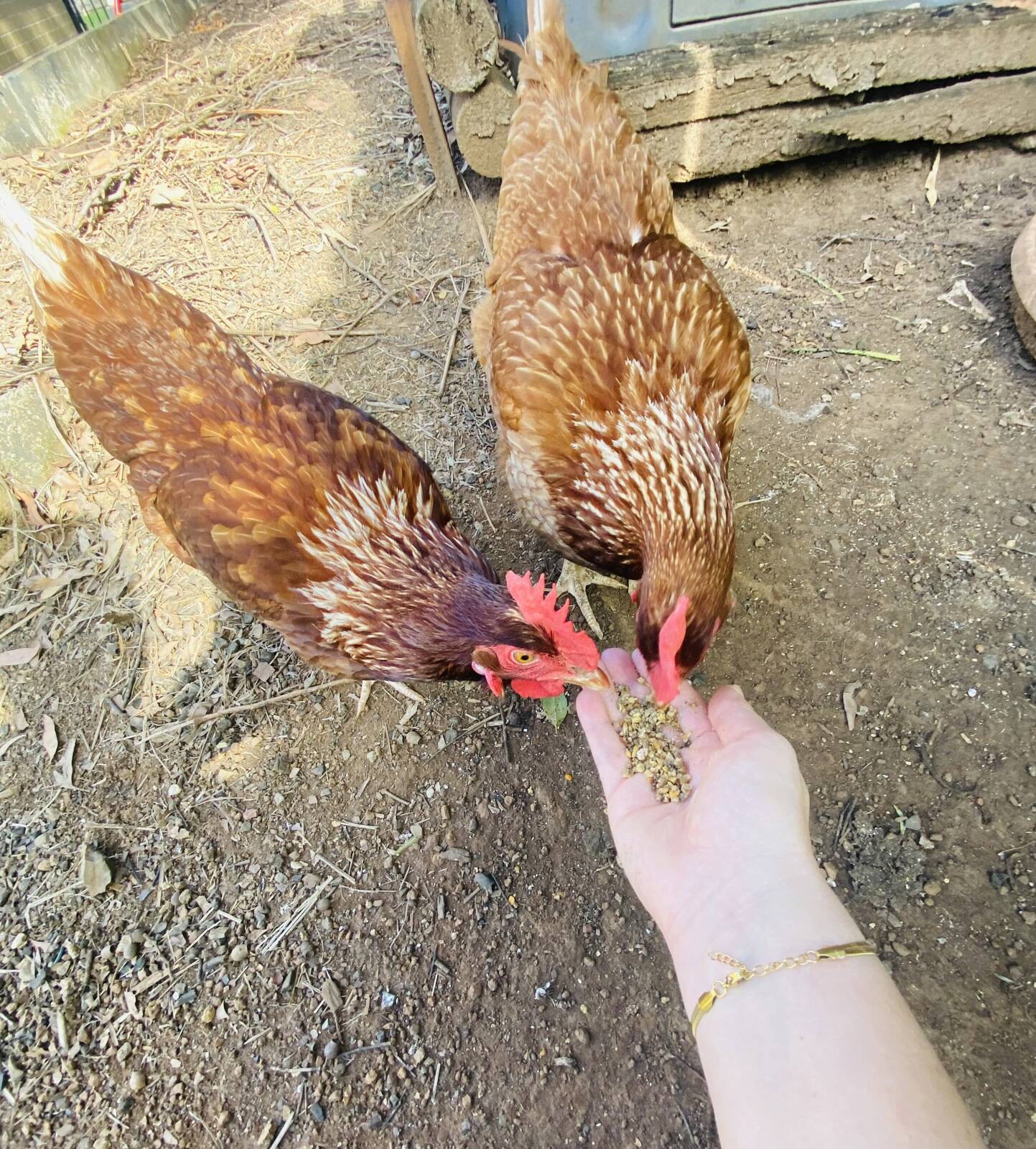 Amy's Family Day Care