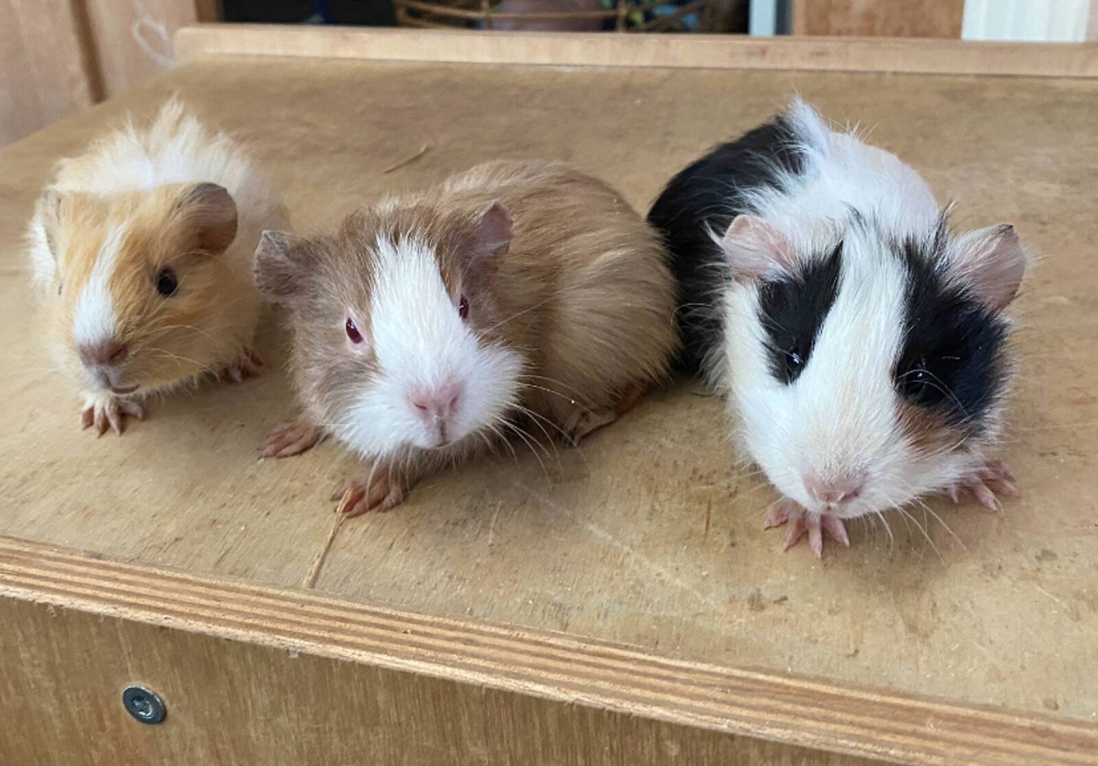 Lee's Family Day Care