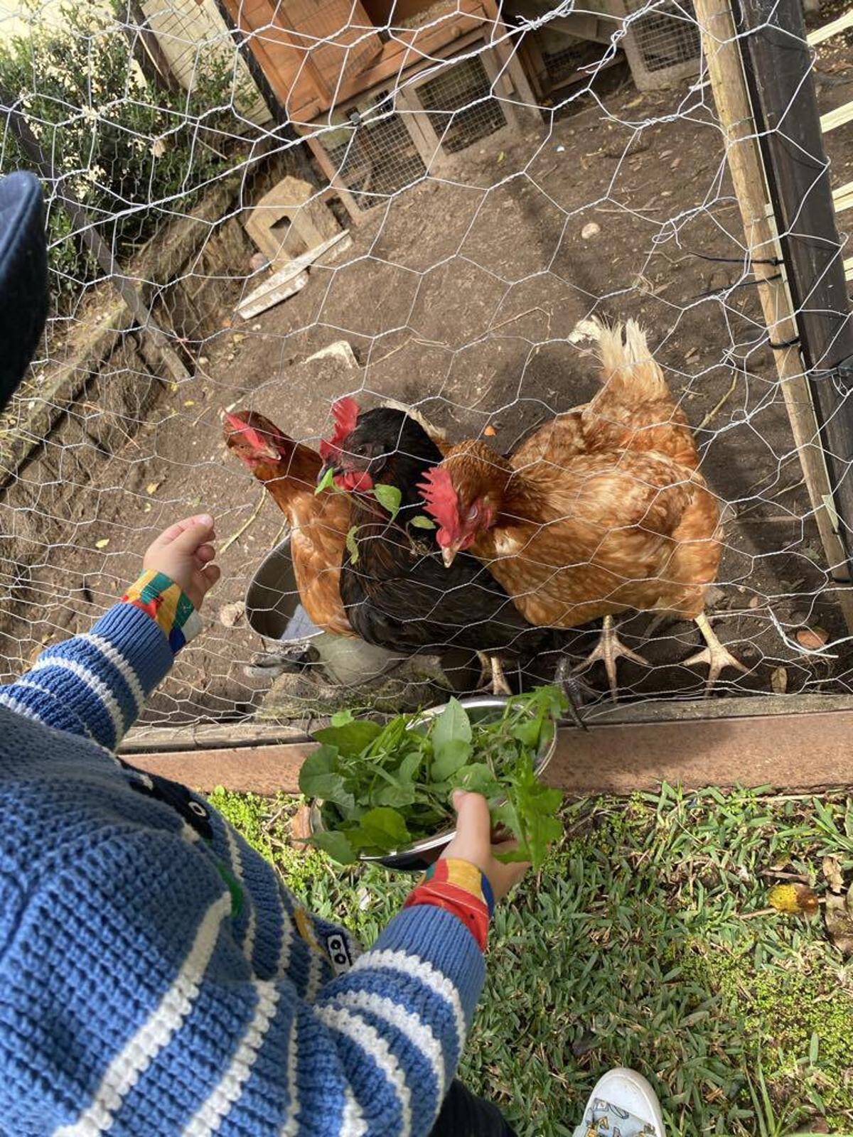 Mini Dreamers Family Day Care