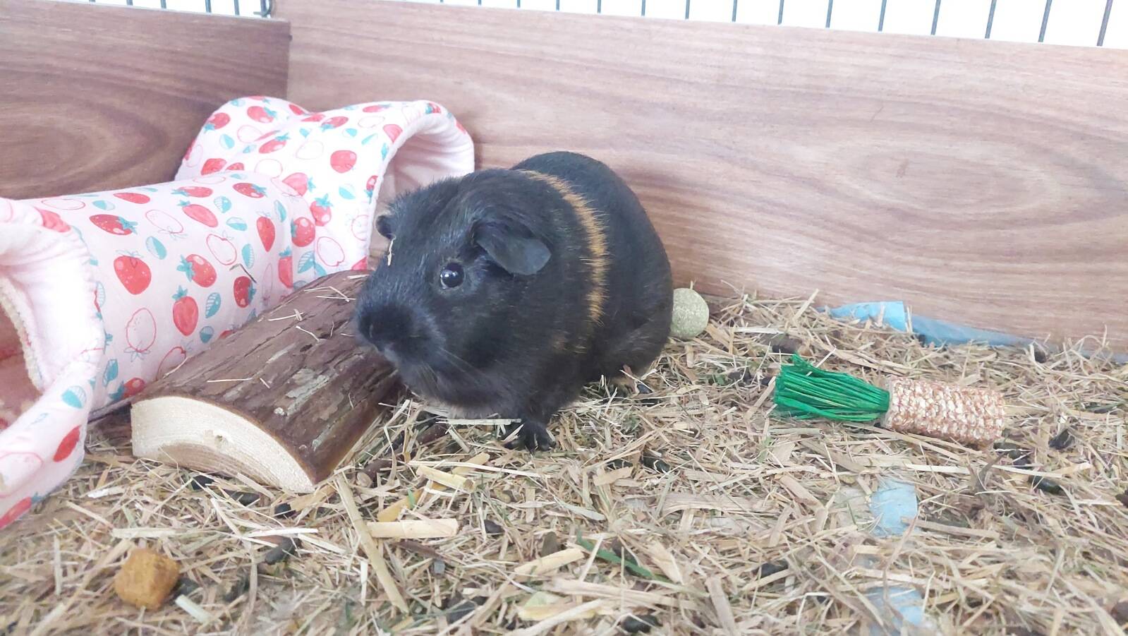 Alice In Kinderland Family Day Care