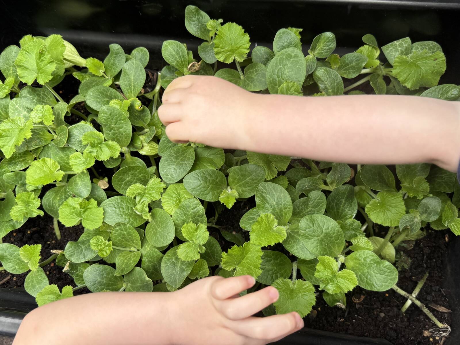 Maroubra Junction Early Education Centre