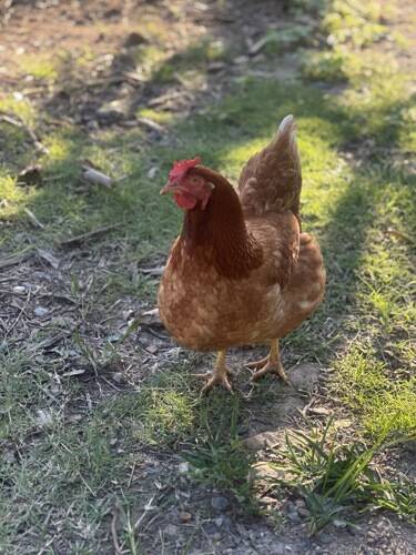 With Love Family Day Care