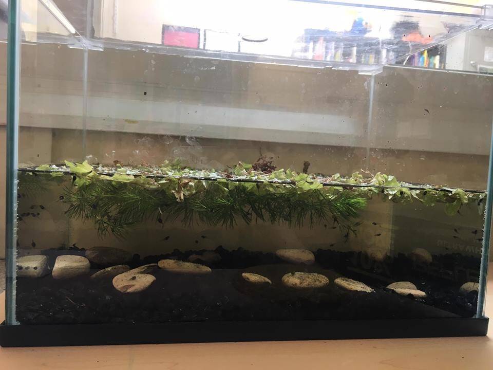 Castlefield Kindergarten