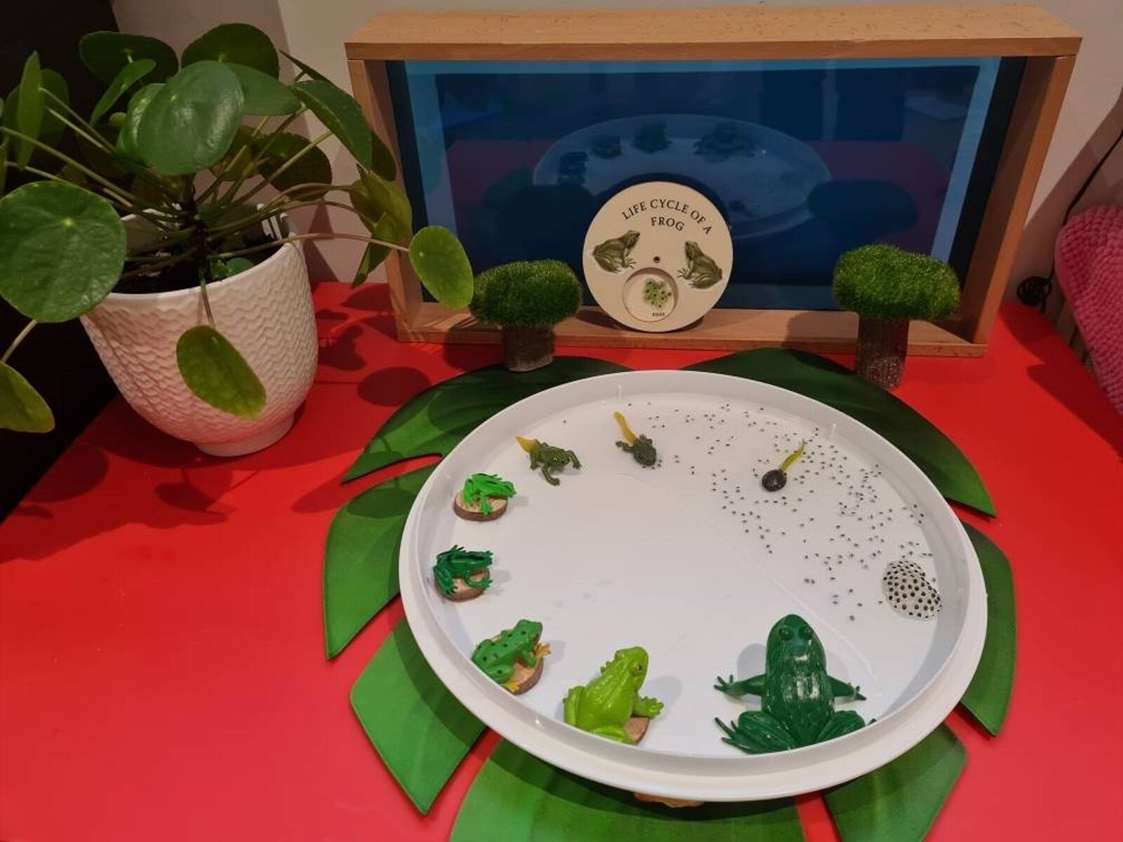 Little Stars Family Day Care