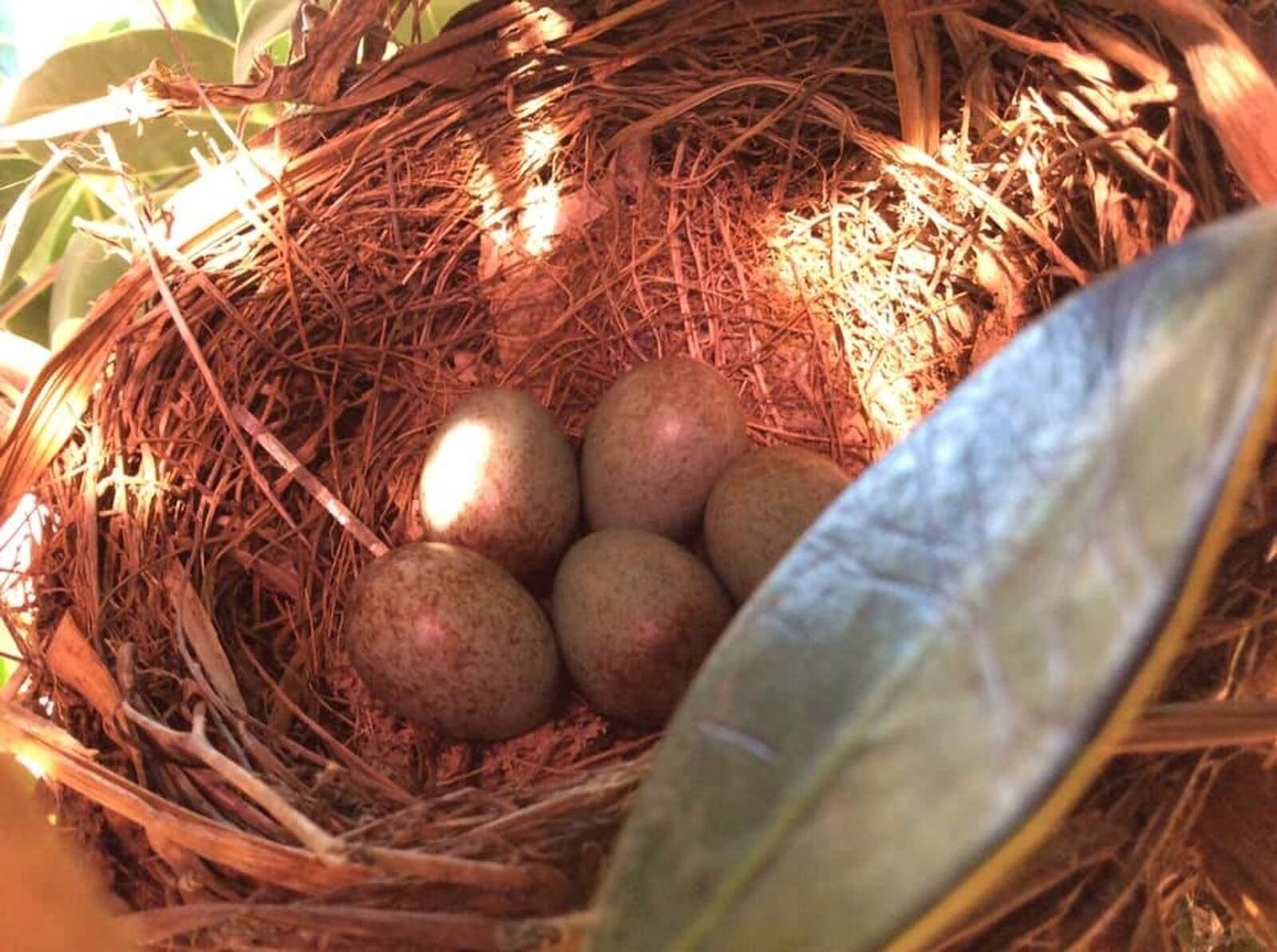 Mildura Early Learning Centre