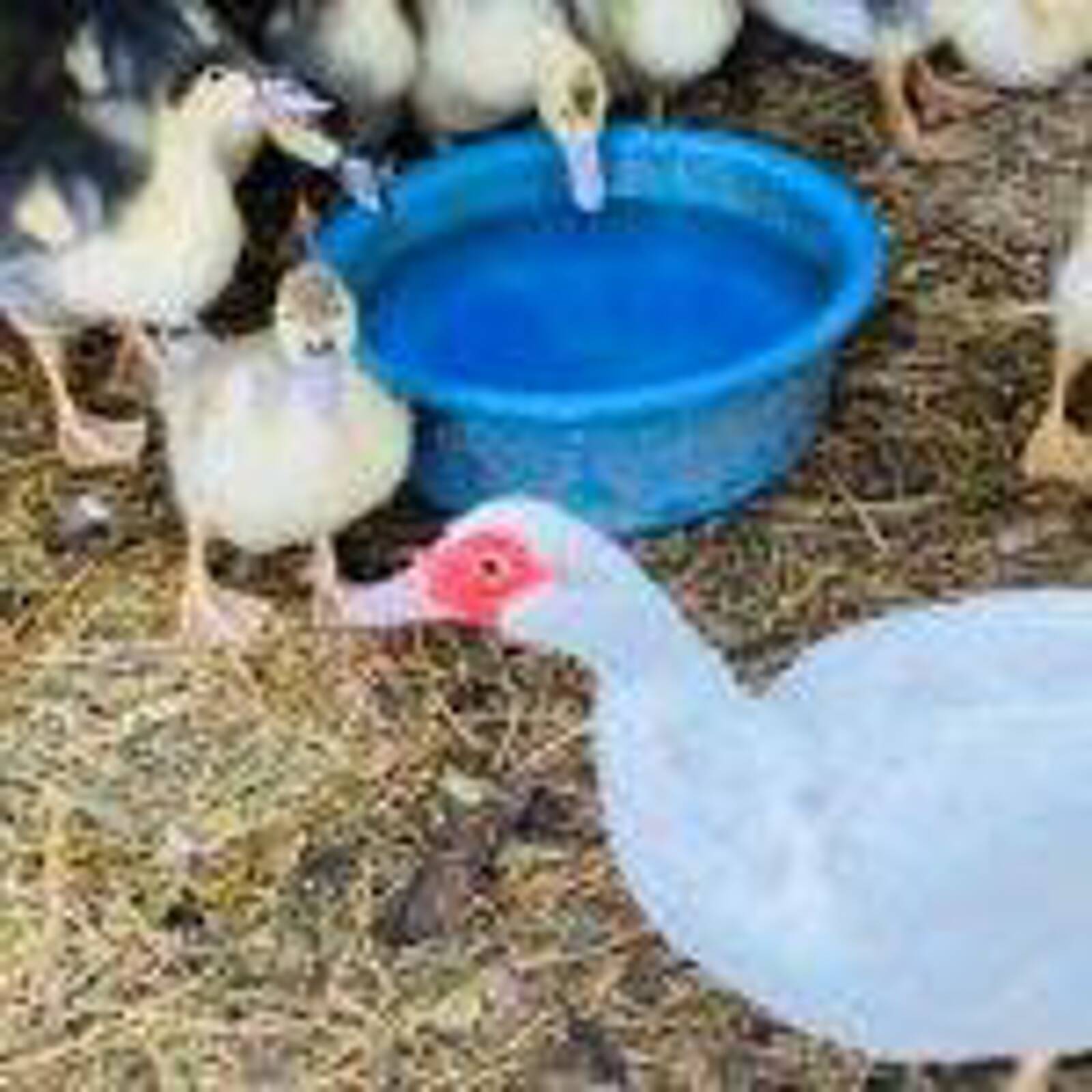 Taree & District Preschool