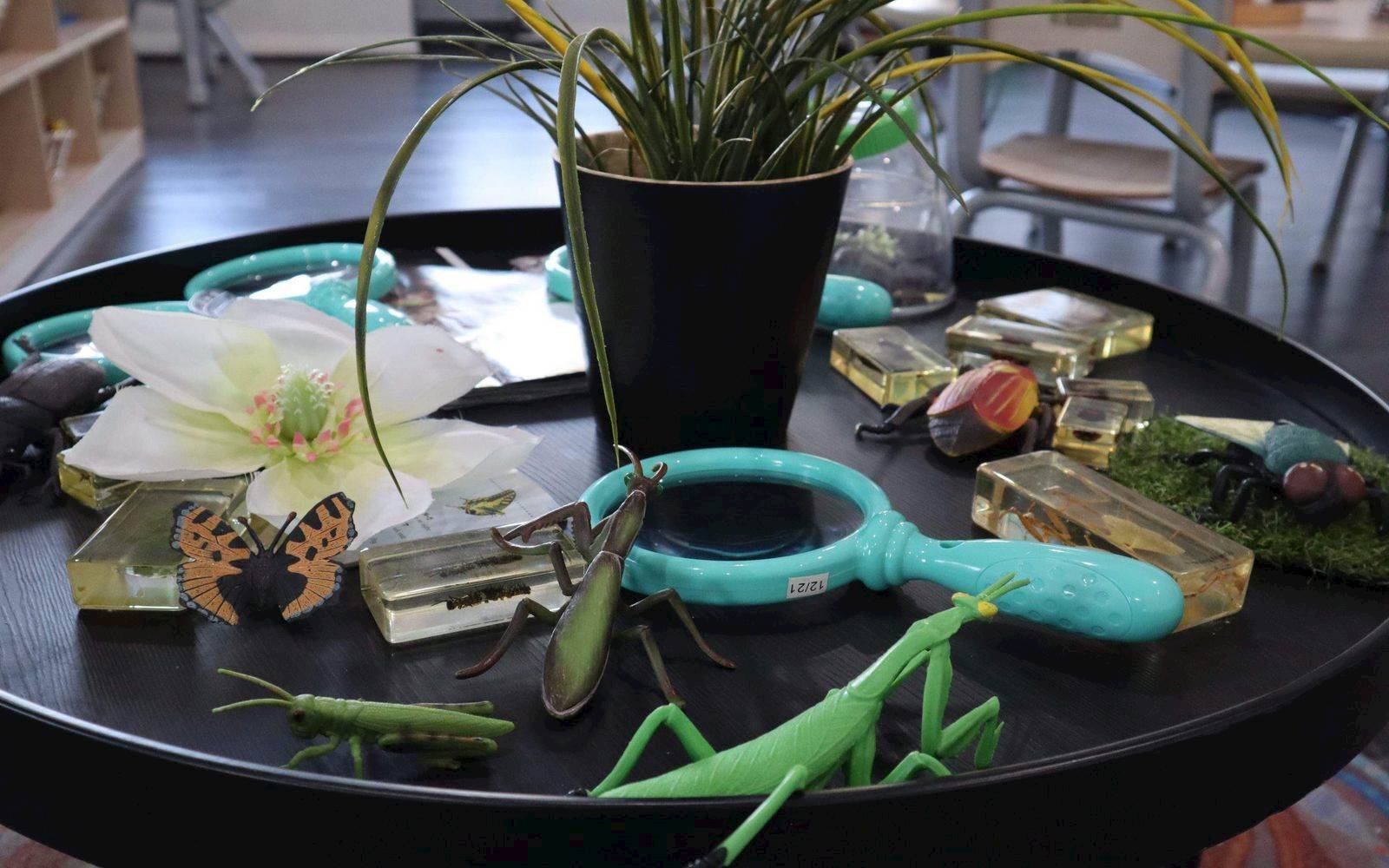 Academy for Early Learners