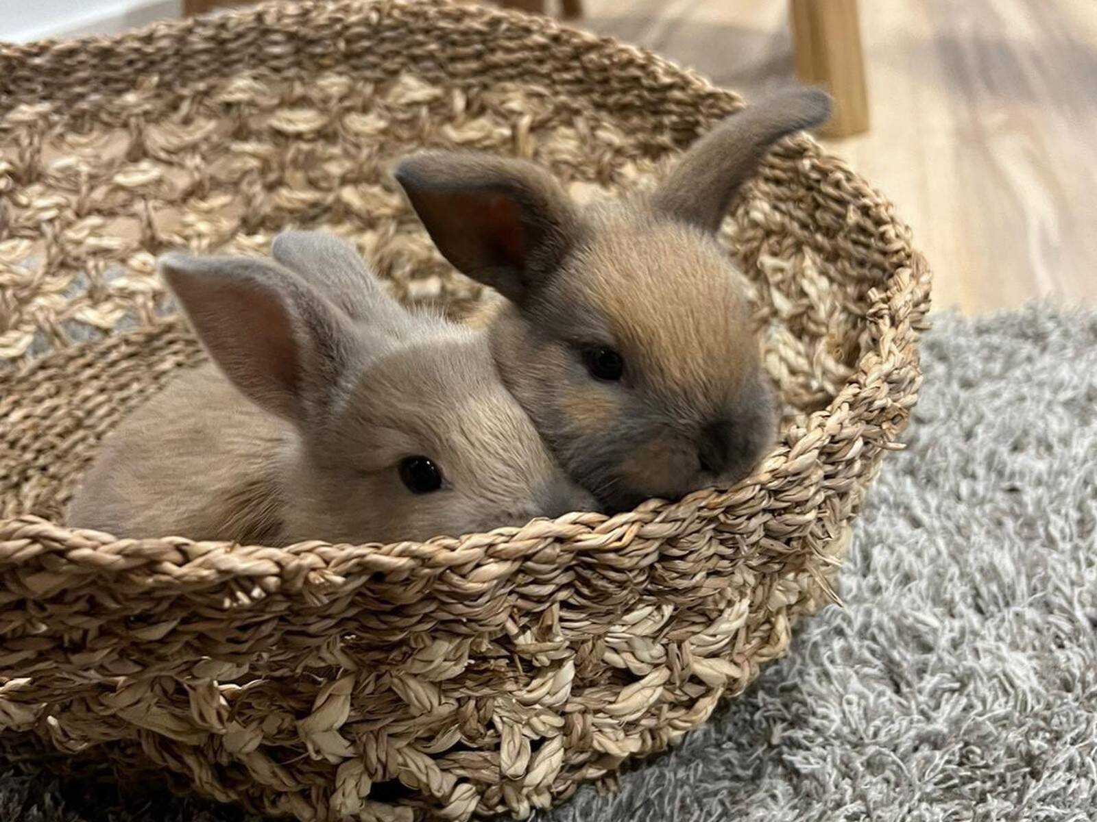 First Steps Early Learning Journey