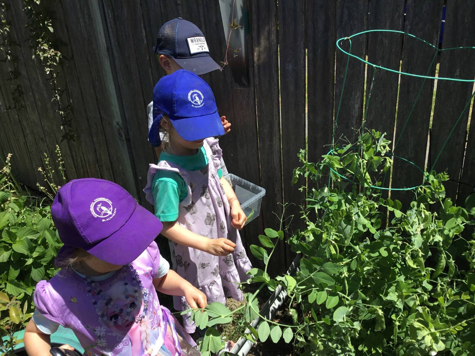 Blackheath Kookaburra Kindergarten