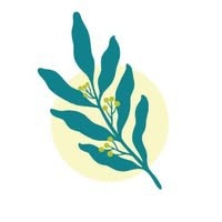 Tallowwood Early Education